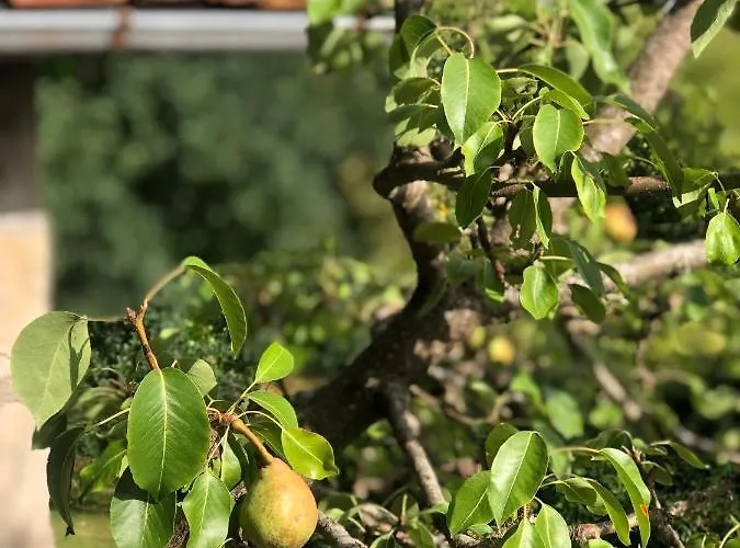 La Pommeraie Champsecret, Lower Normandy ベッド・アンド・ブレックファスト Champsecret